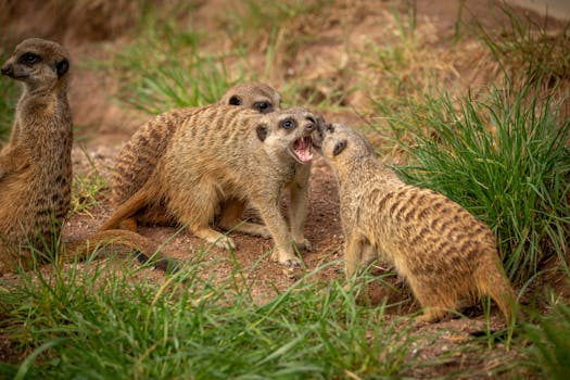 A group of meerkats engaging in playful interaction in a grassy area.