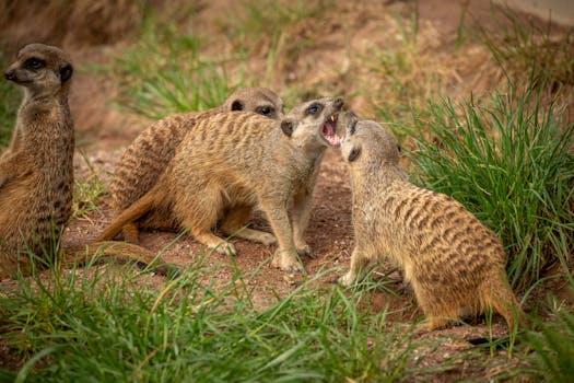 Group of meerkats interacting playfully in their natural grassland environment.