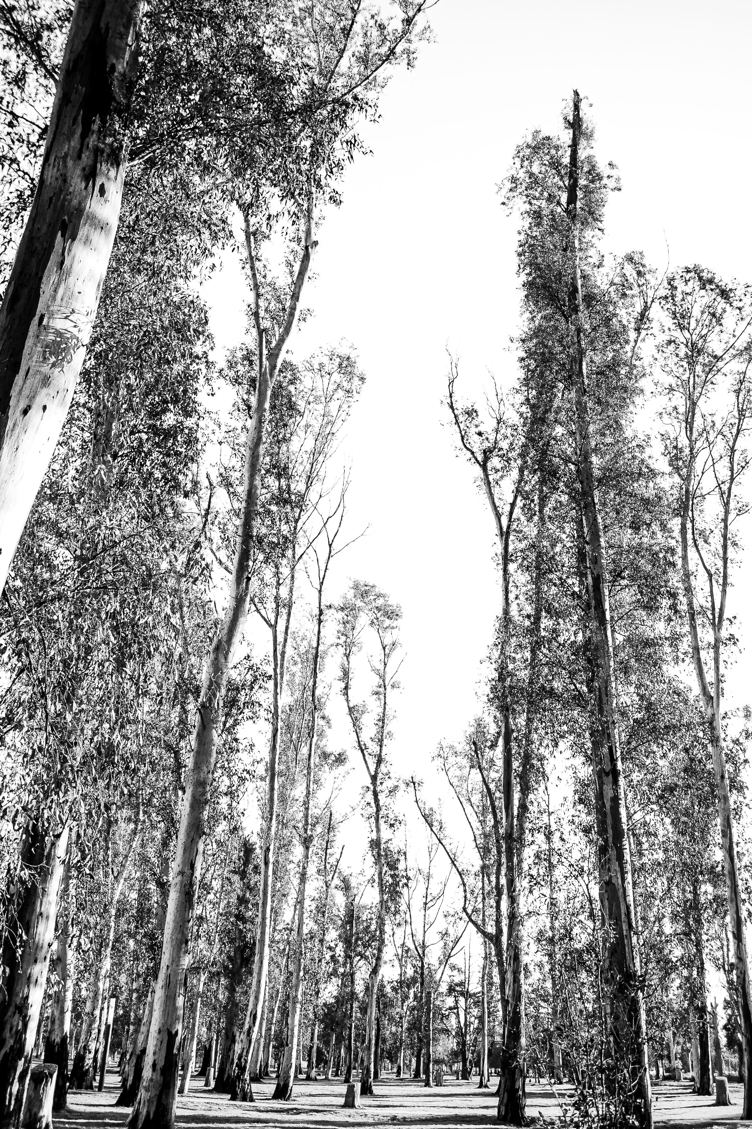 Tall Trees in Black and White Forest Setting · Free Stock Photo