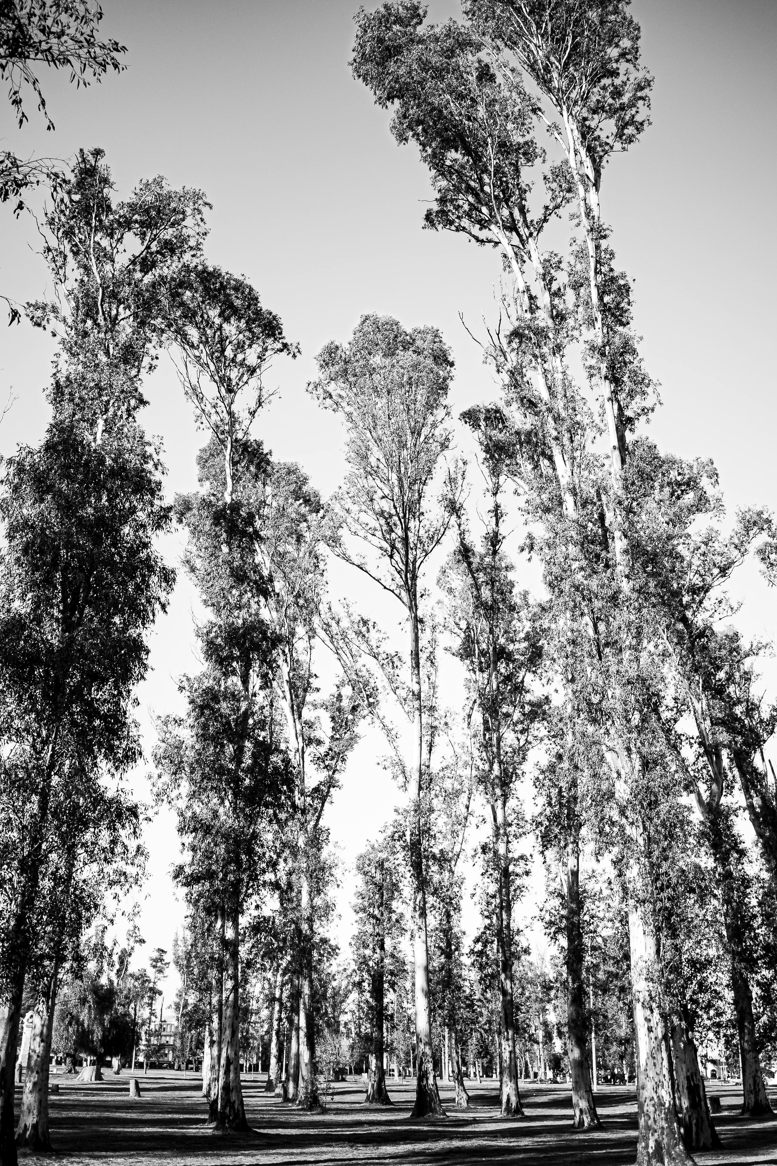 Emissions Accounting Errors: A Roadblock to Climate Progress