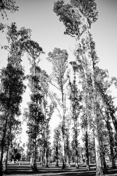 Stunning tall trees in a black and white forest view, capturing nature's elegance.