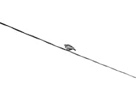 Minimalist Black and White Bird on Wire