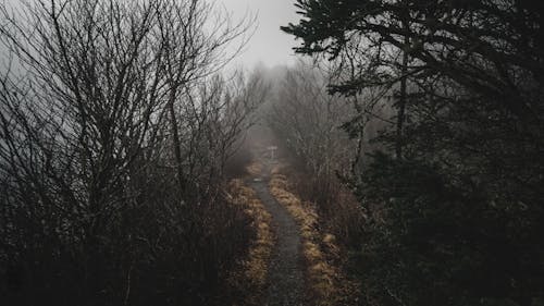 Pathway in the Forest