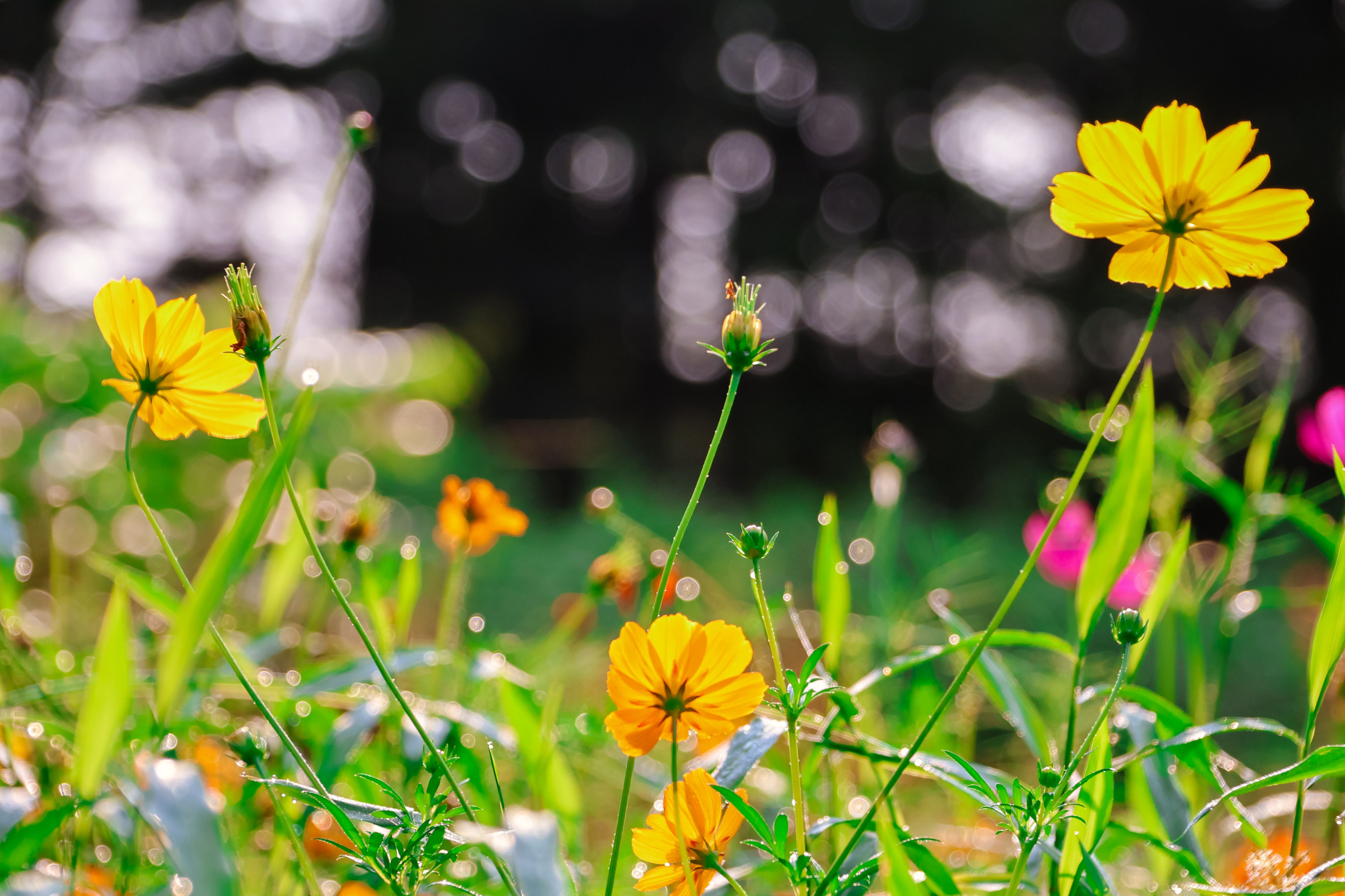 Bright Yellow Cosmos Flowers in a Sunlit Meadow · Free Stock Photo