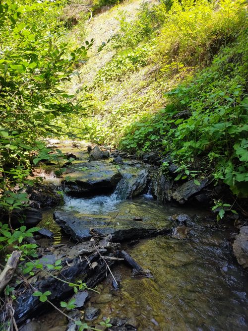 Free A tranquil stream flowing through the lush greenery of the Carpathians, Ukraine. Stock Photo