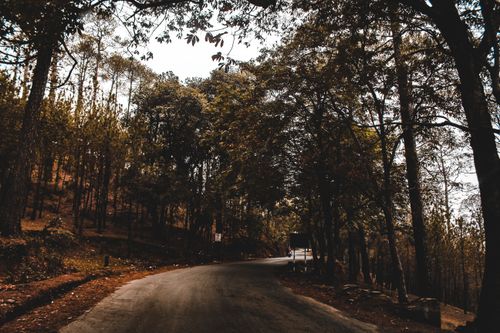 Free A peaceful forest roadway winding through tall trees, offering a sense of nature and tranquility. Stock Photo