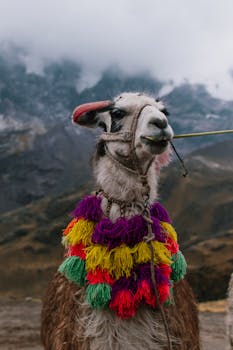 A llama decorated with vibrant tassels stands in the Peruvian Andes near Cuzco.