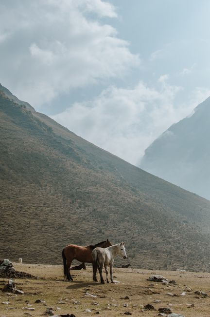 Majestic horses grazing against the backdrop of the Peruvian Andes near Cuzco.
