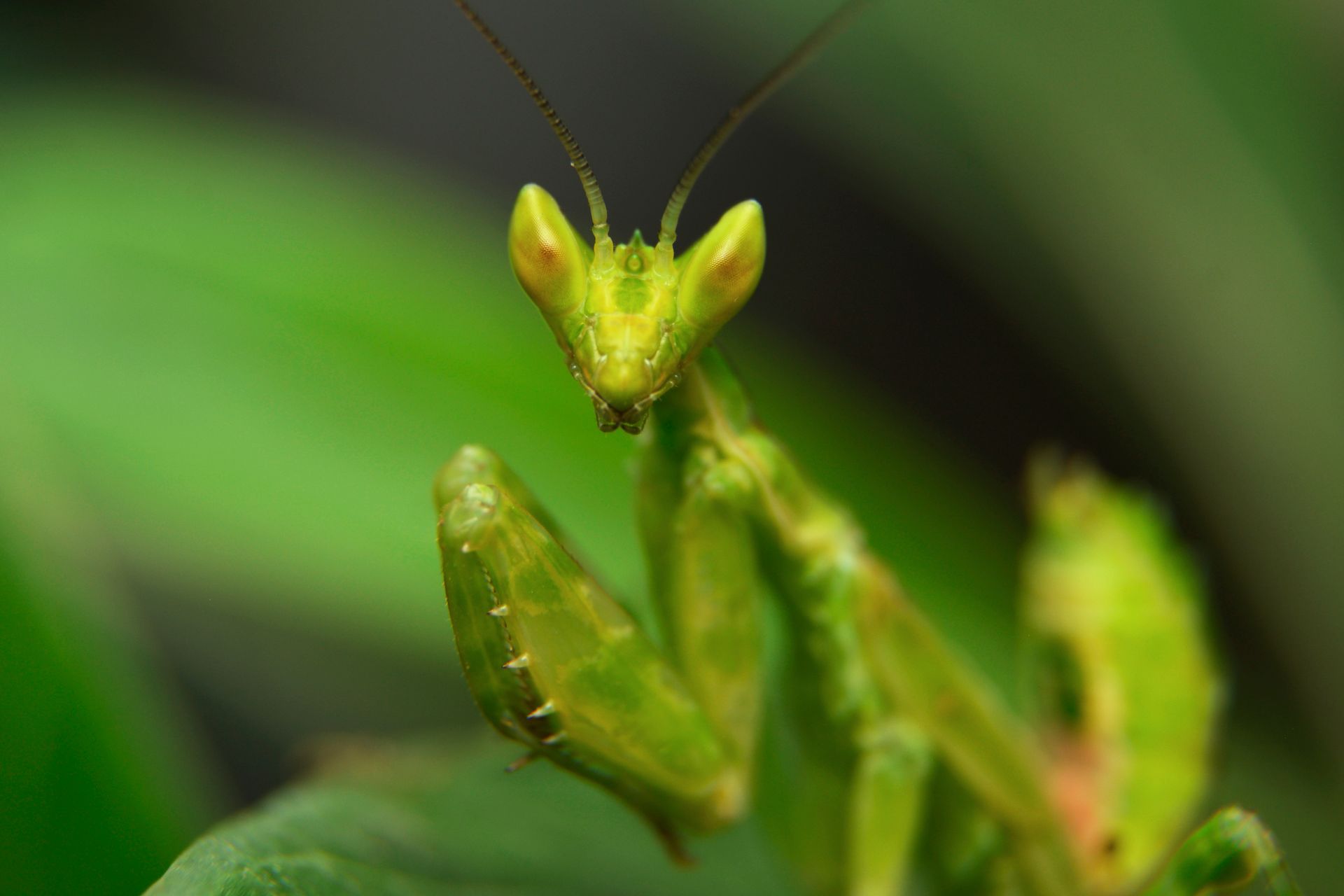 Macro shot of a vivid green praying mantis in an Indonesian jungle showcasing intricate details.