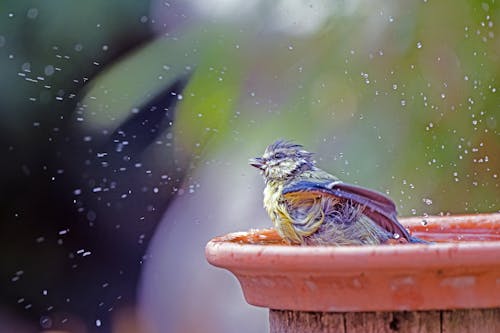Why People Put Tennis Balls in Birdbaths Before Winter—It’s Genius!