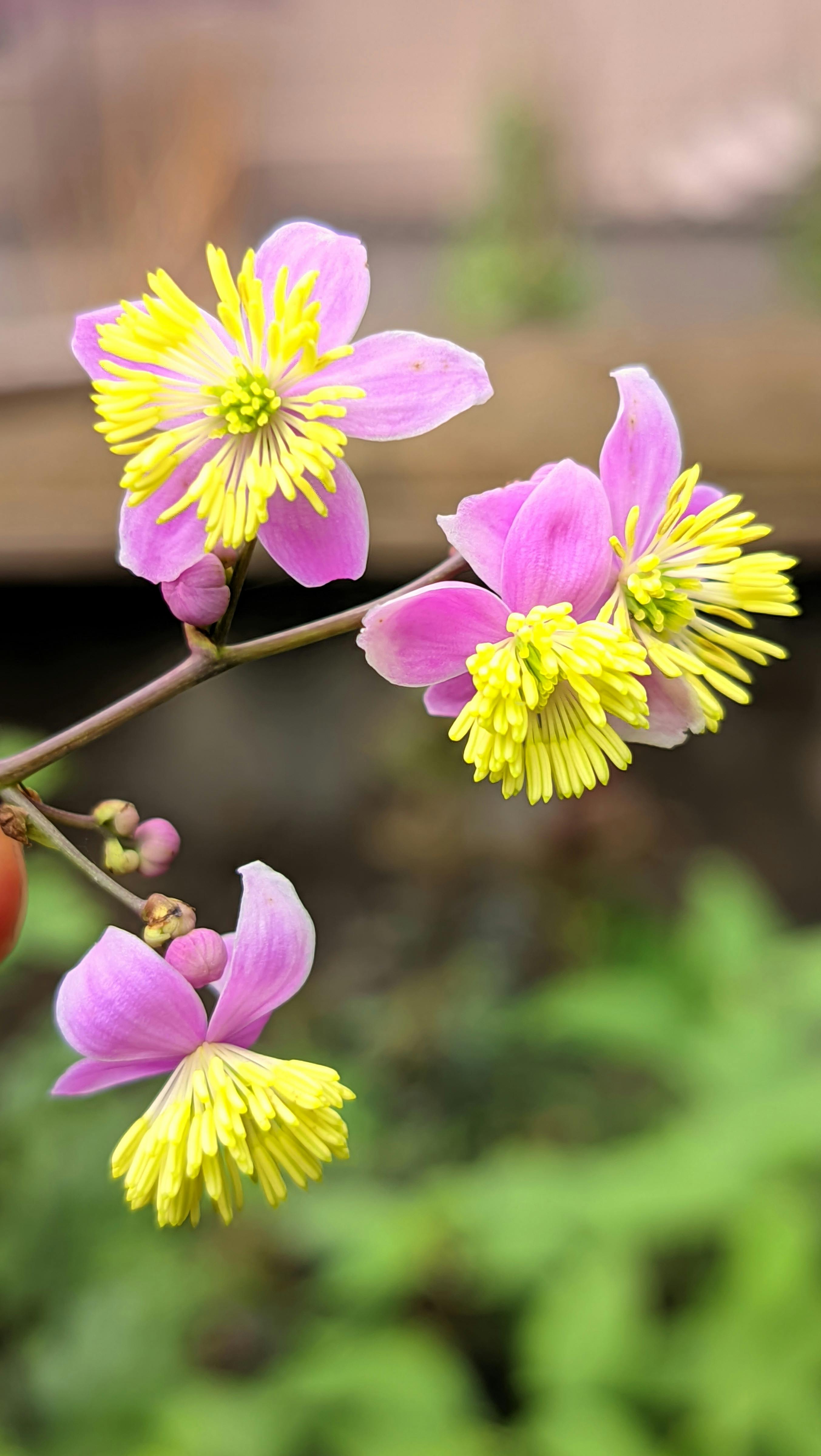 Thalictrum aquilegiifolium