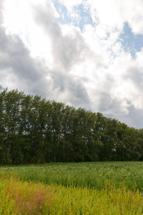 Free Lush green field beneath a dramatic cloud-filled sky, evoking peace and tranquility in summer. Stock Photo