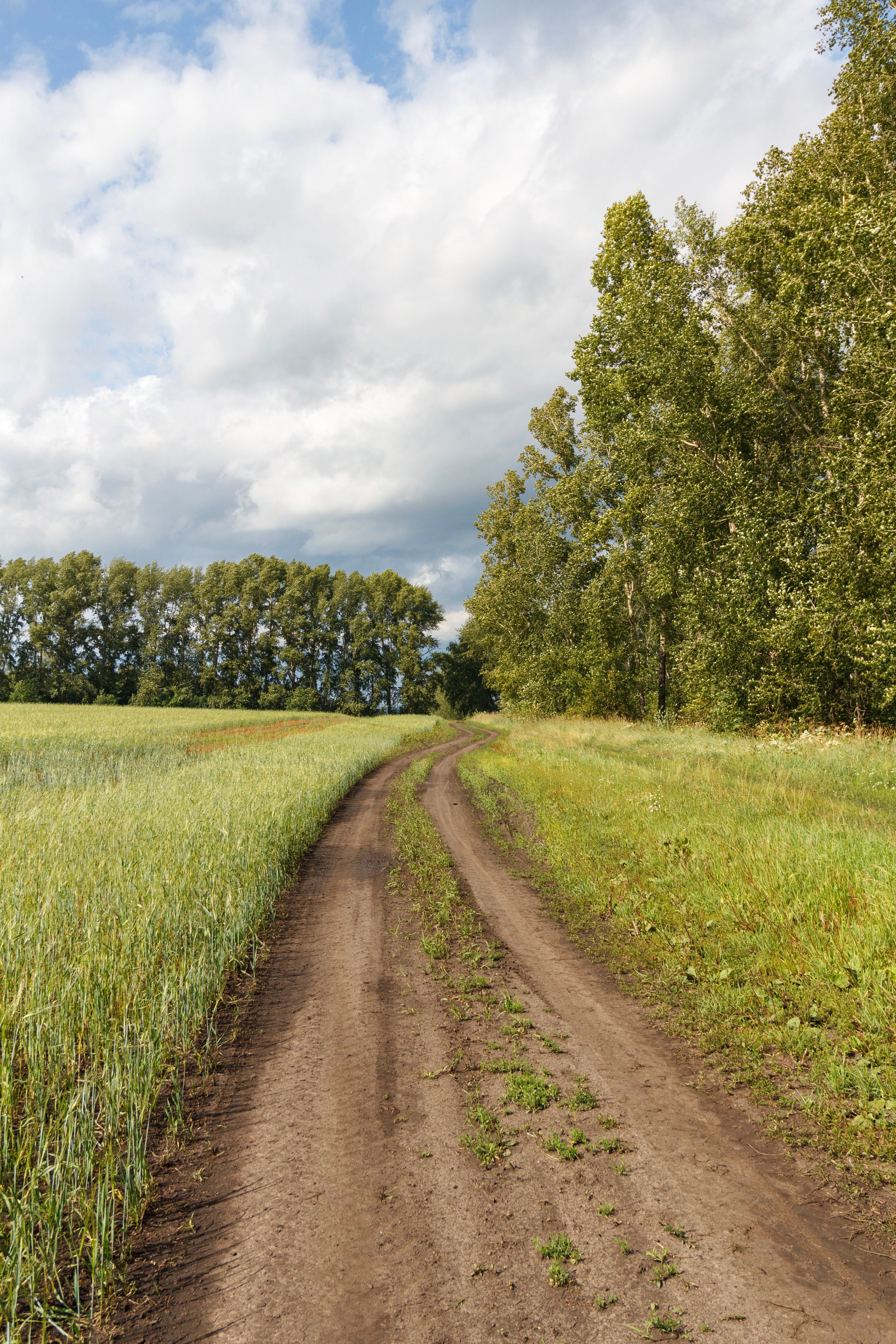 Serene Rural Pathway through Green Fields · Free Stock Photo