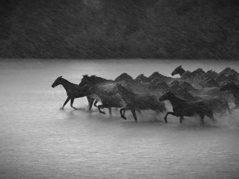 Black and white image of wild horses galloping through rain in Xinjiang, China.