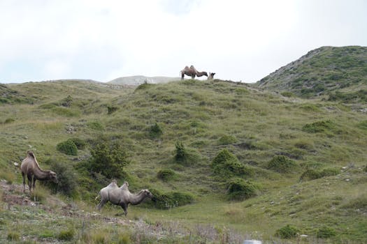 Group of camels grazing on a lush green hillside under a cloudy sky.