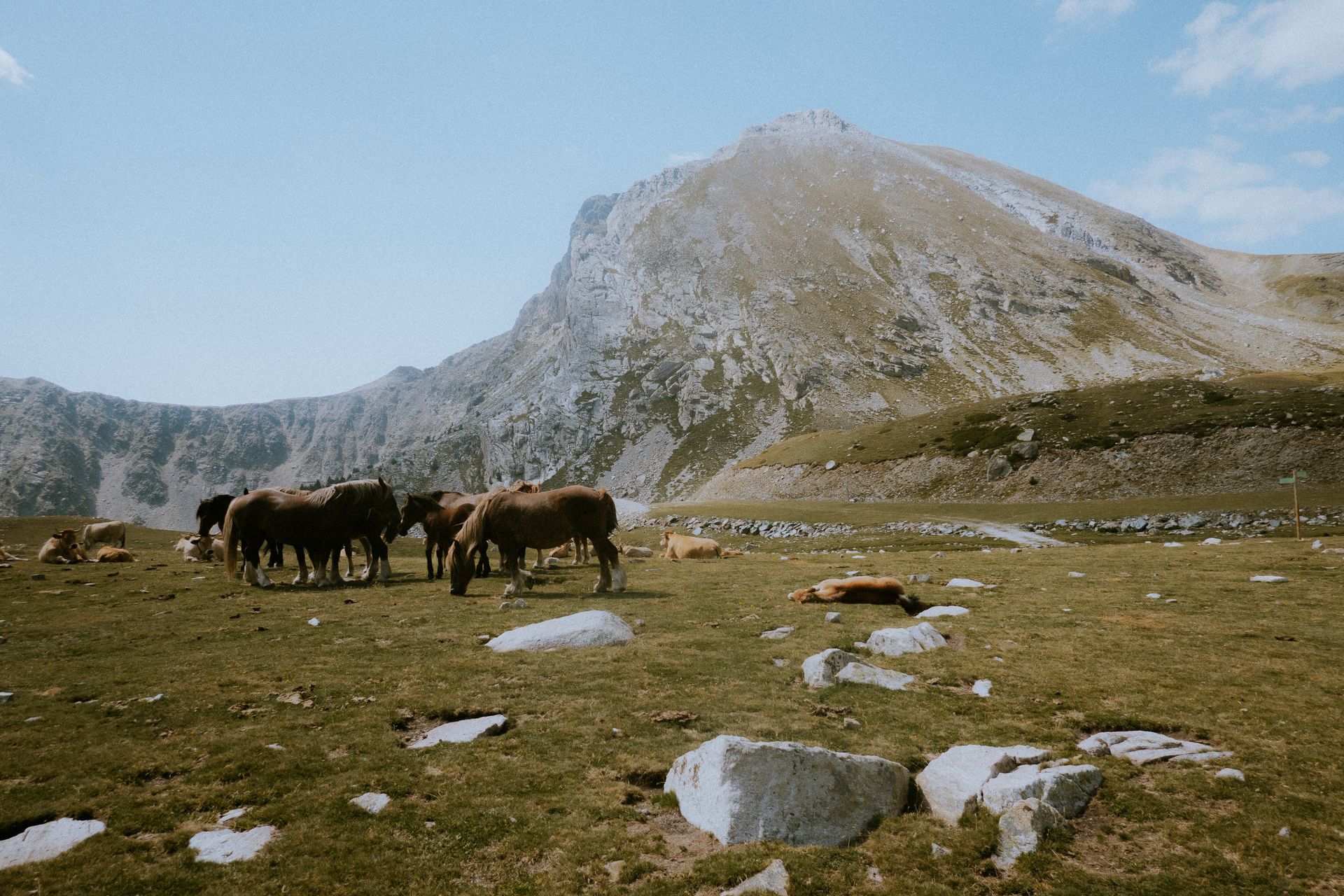 Herd of horses grazing on a grassy terrain surrounded by majestic mountains in a serene alpine setting.