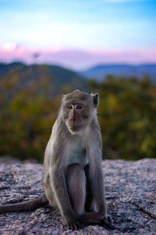 grátis Fotografia De Macaco Em Foco Raso Foto profissional