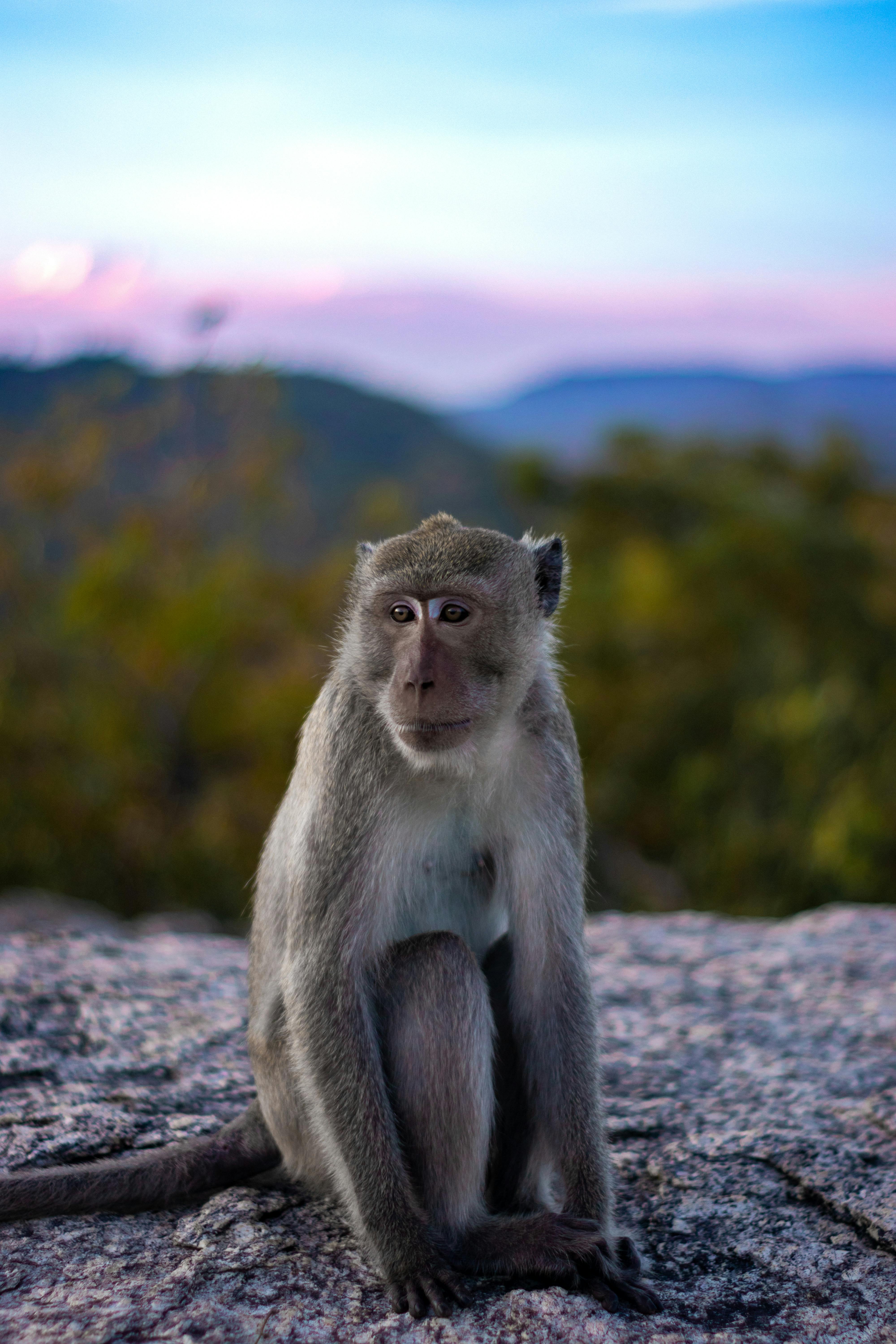 Macacos - Macaco Do Chimpanzé Foto de Stock - Imagem de riso, exterior:  55806840