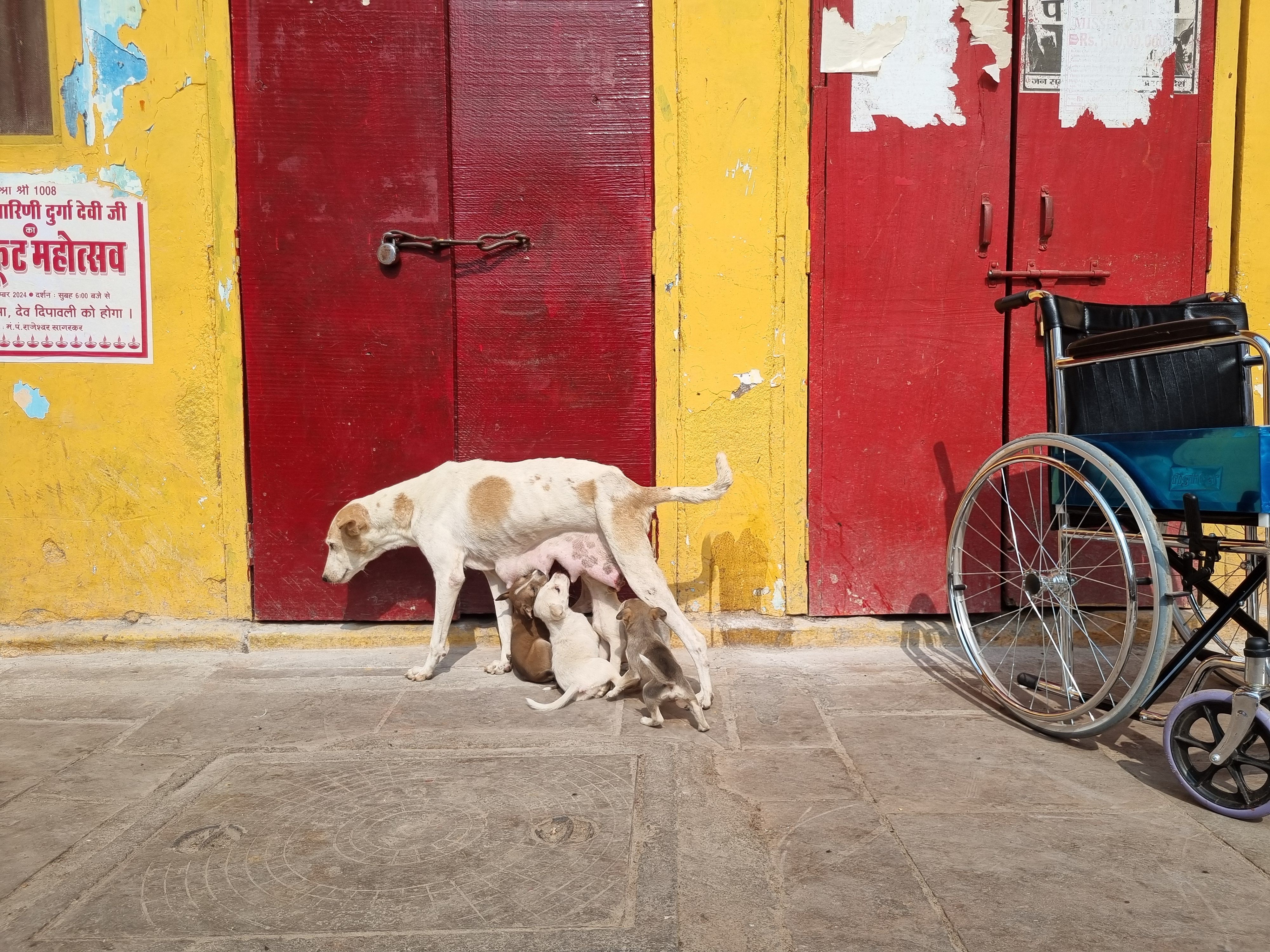 A street dog nurses her puppies against a bright yellow wall with doors and a wheelchair.