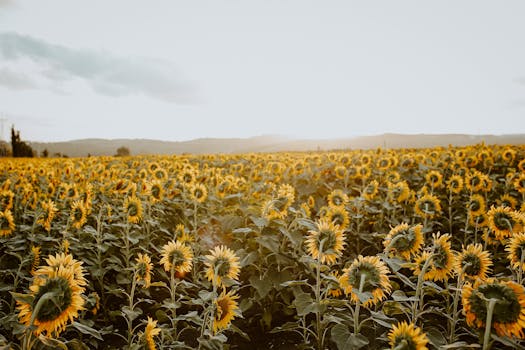 A stunning sunflower field in Arnavutköy, İstanbul at sunset, showcasing vibrant yellow hues.