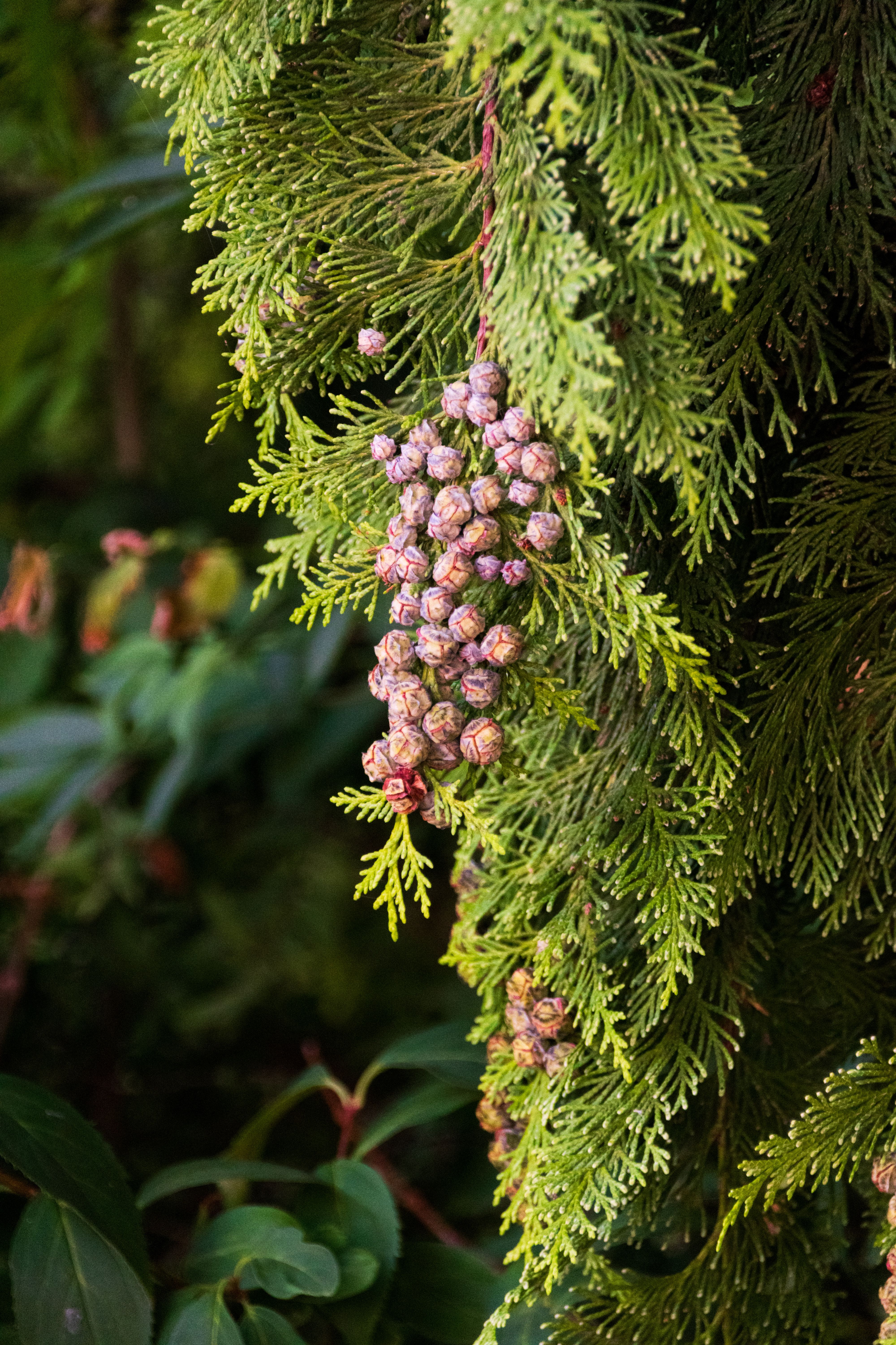 Close up Of Conifer Branch With Pine Cones Free Stock Photo