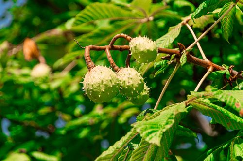 Free Vibrant image of horse chestnuts hanging from a branch surrounded by lush green leaves. Stock Photo