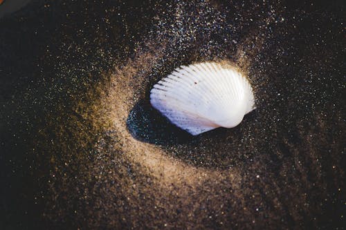 Close-Up Shot of a White Seashell