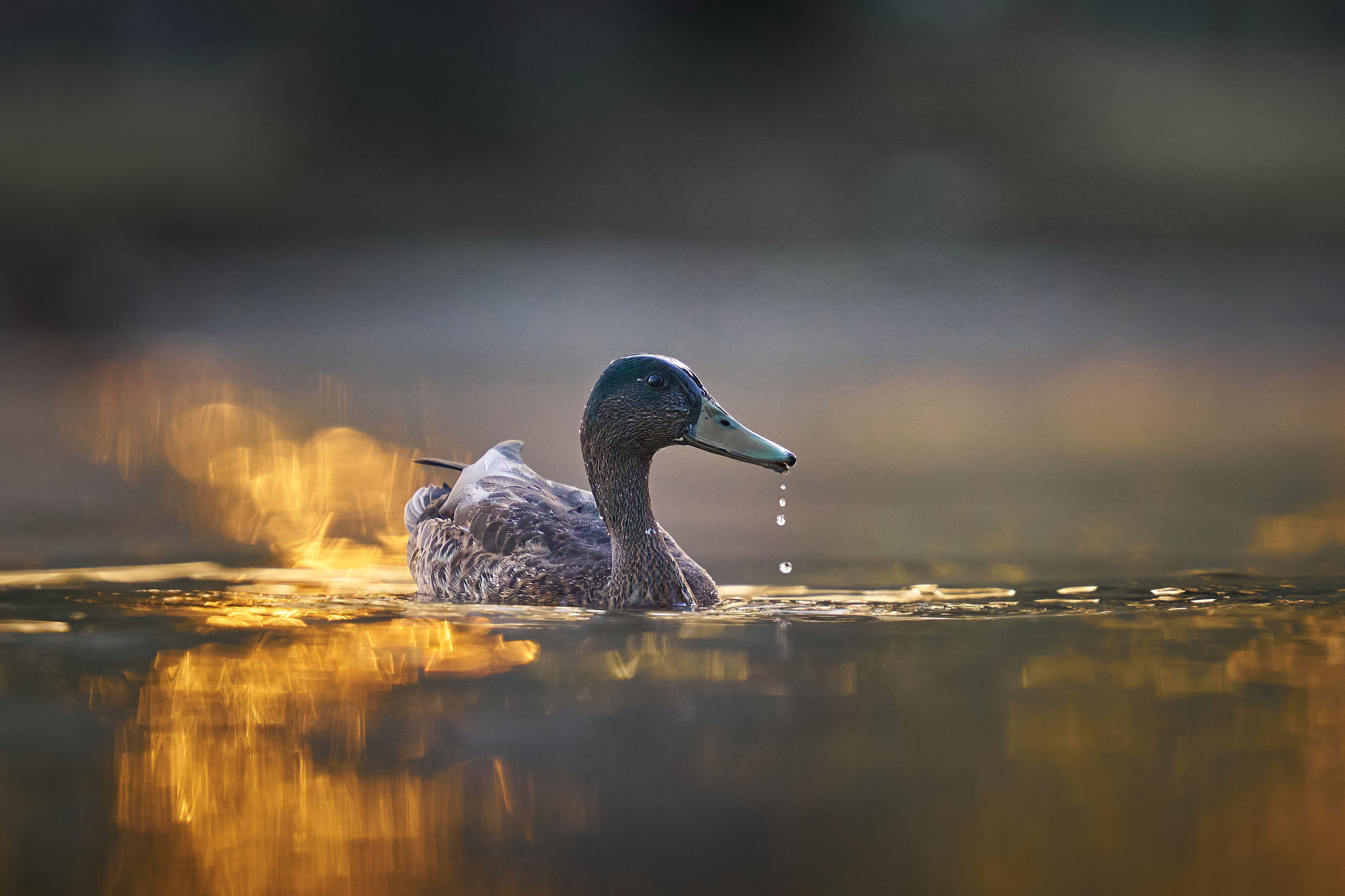 Dramatic Duck Swimming in Golden Light · Free Stock Photo