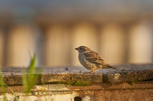 Free A close-up of a house sparrow perched on a rustic urban surface, bathed in warm sunlight. Stock Photo