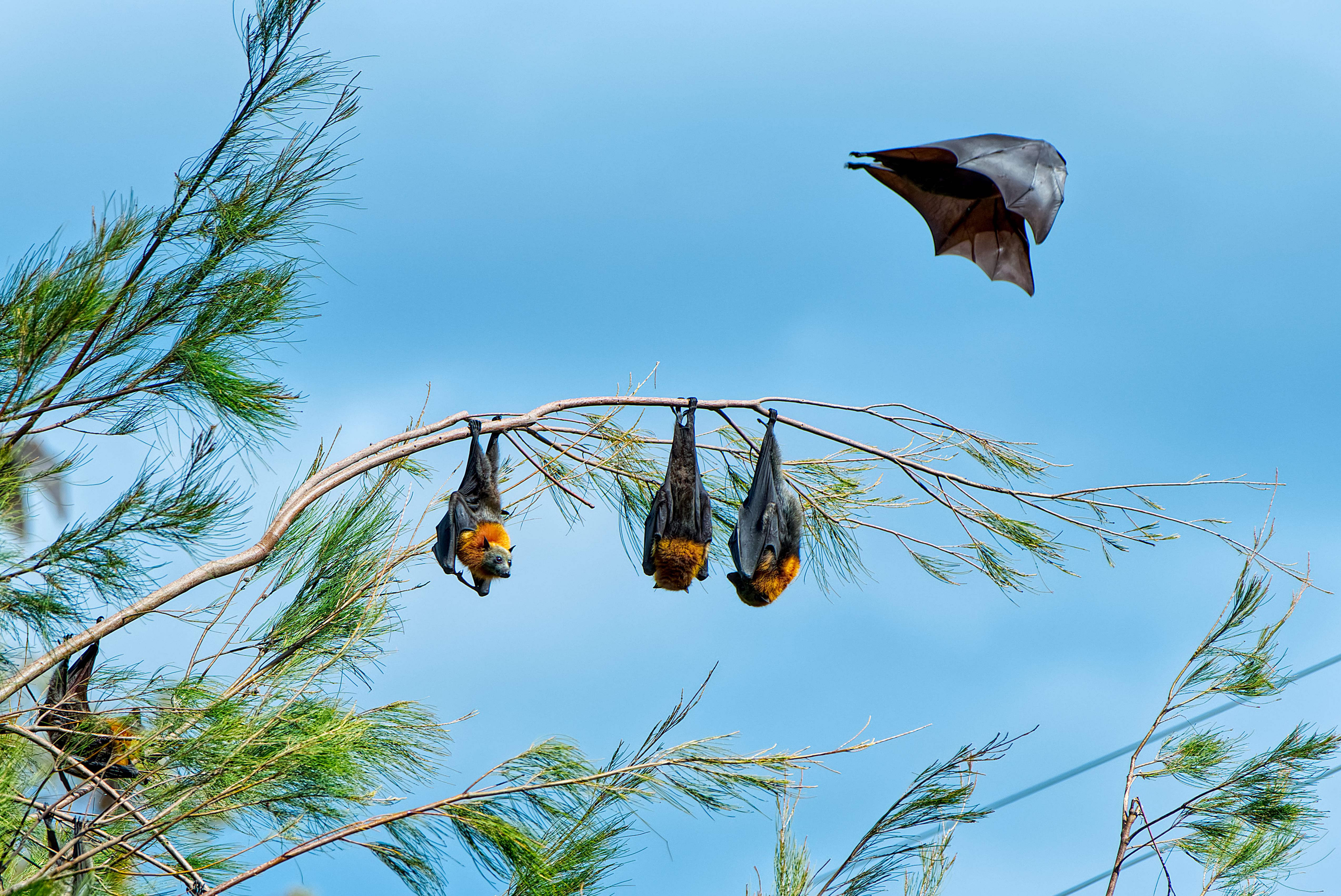 Unveiling Borneo’s Enormous Bat Caves: A Natural Wonder with Deep Ecological Importance