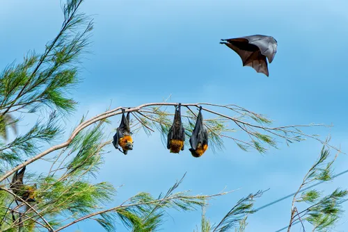 Vesper Bats Have a Never-Before-Seen Immune System