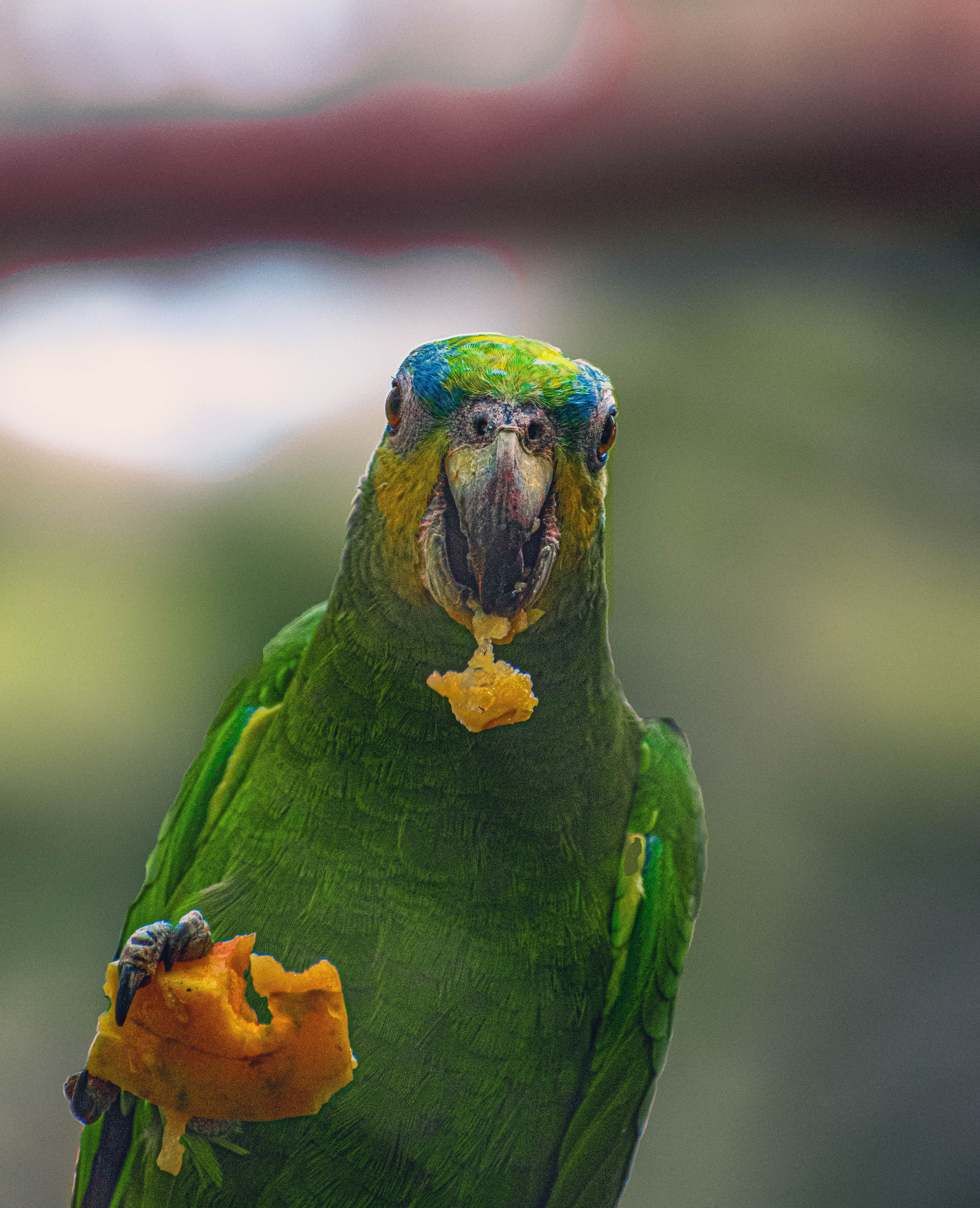 Loro verde comiendo un trozo de fruta y mirando a la cámara