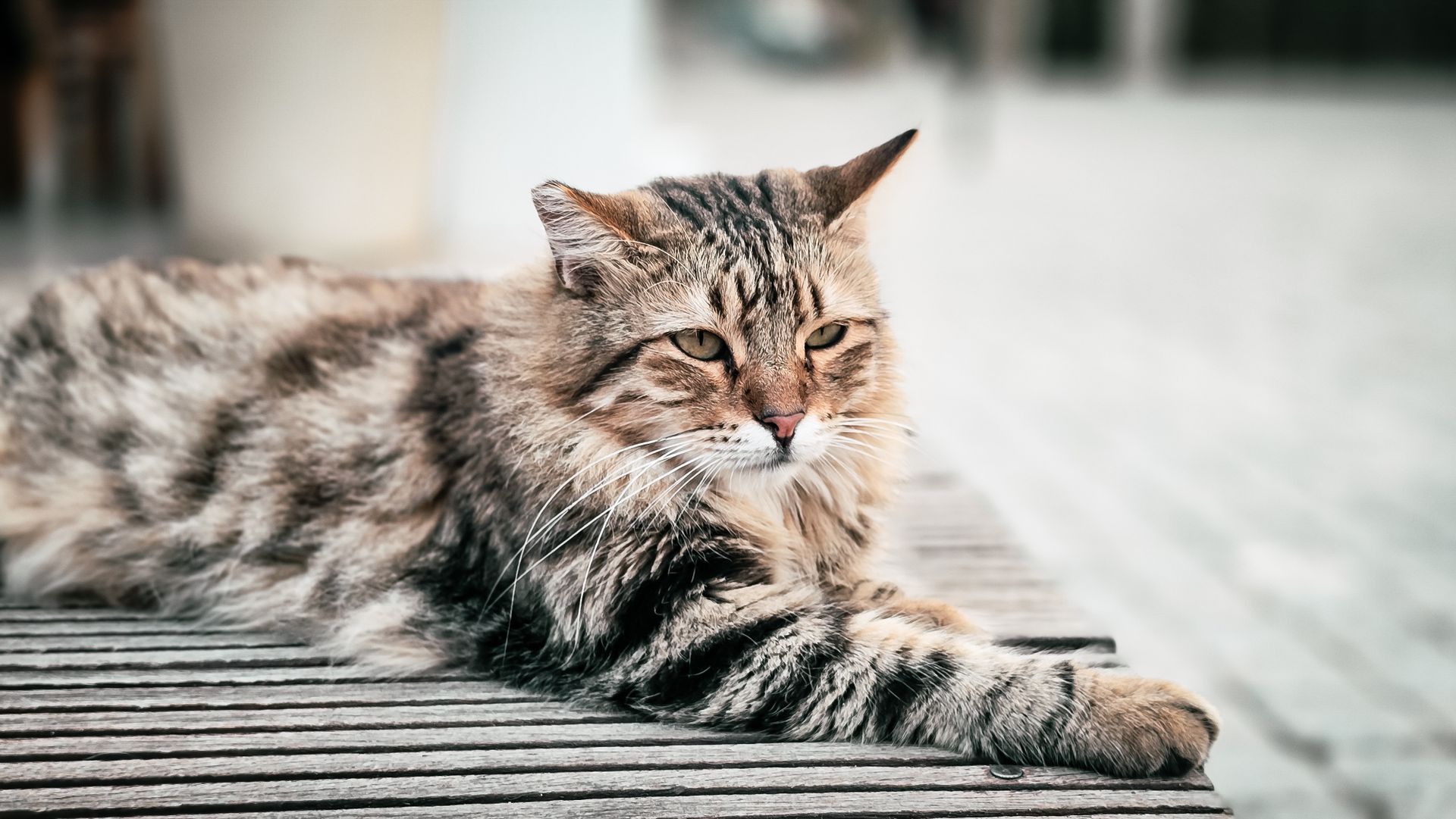 A serene feral cat lounging on a wooden bench outdoors, enjoying a quiet moment.