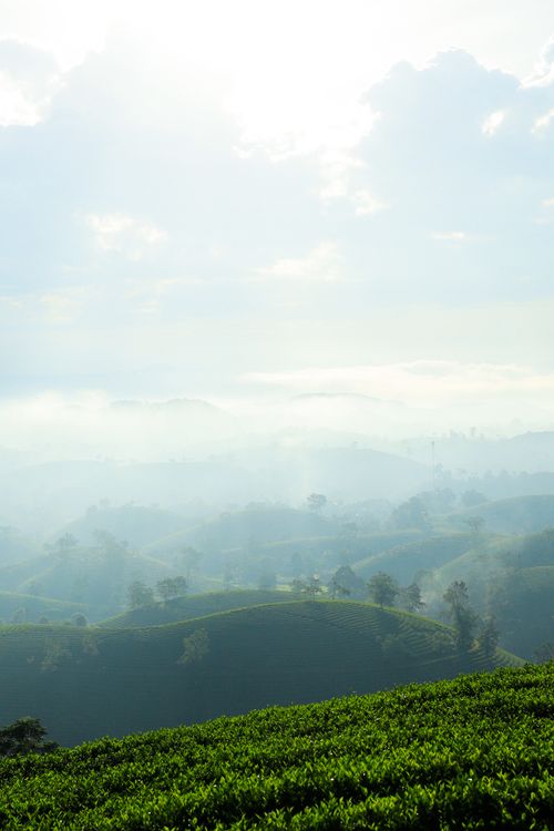 Free Misty morning over lush tea plantations in Vietnam's rolling hills. Serene and tranquil scenery. Stock Photo