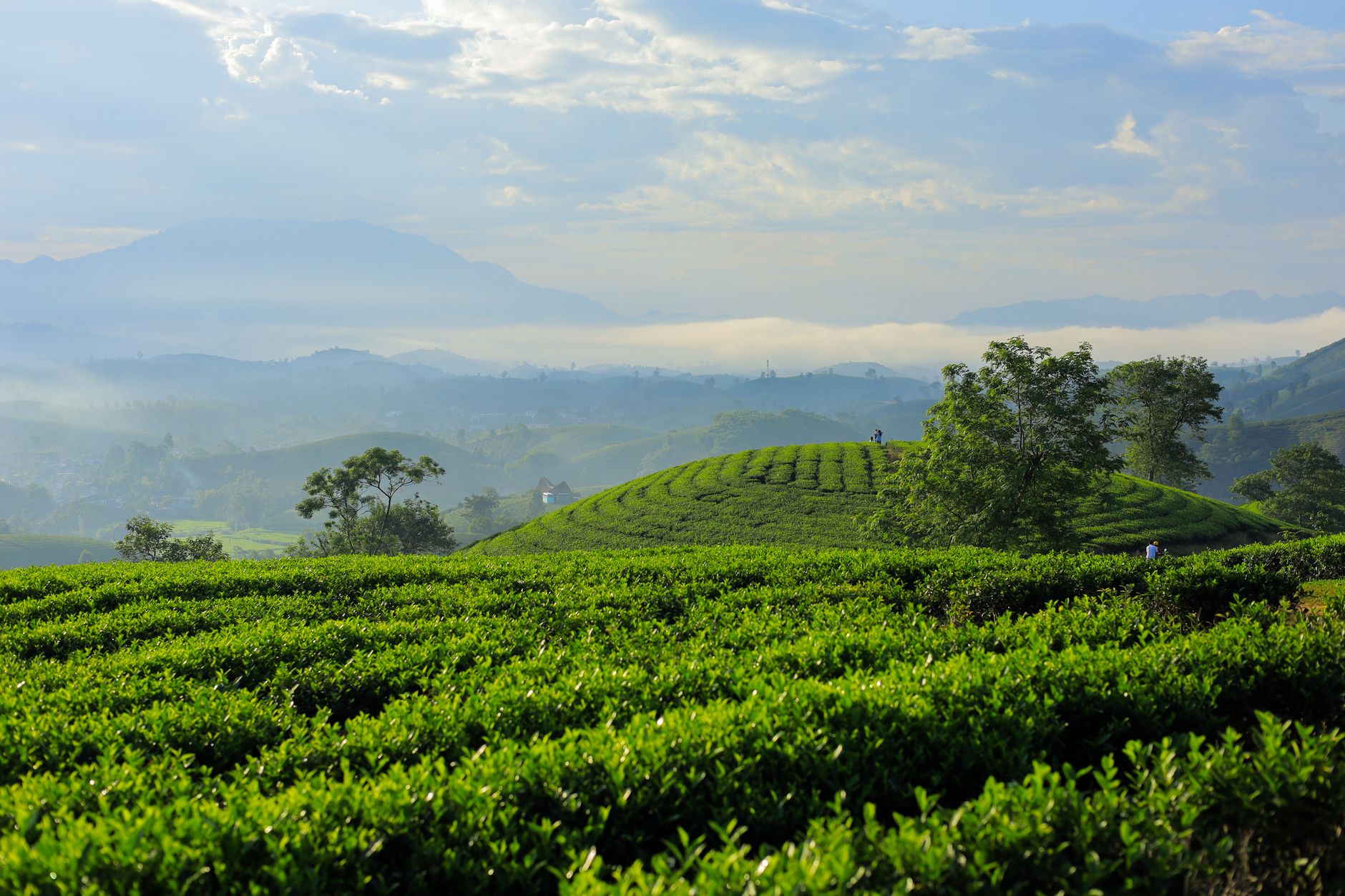 Scenic view of a vibrant tea plantation in Vietnam's countryside with misty mountains.