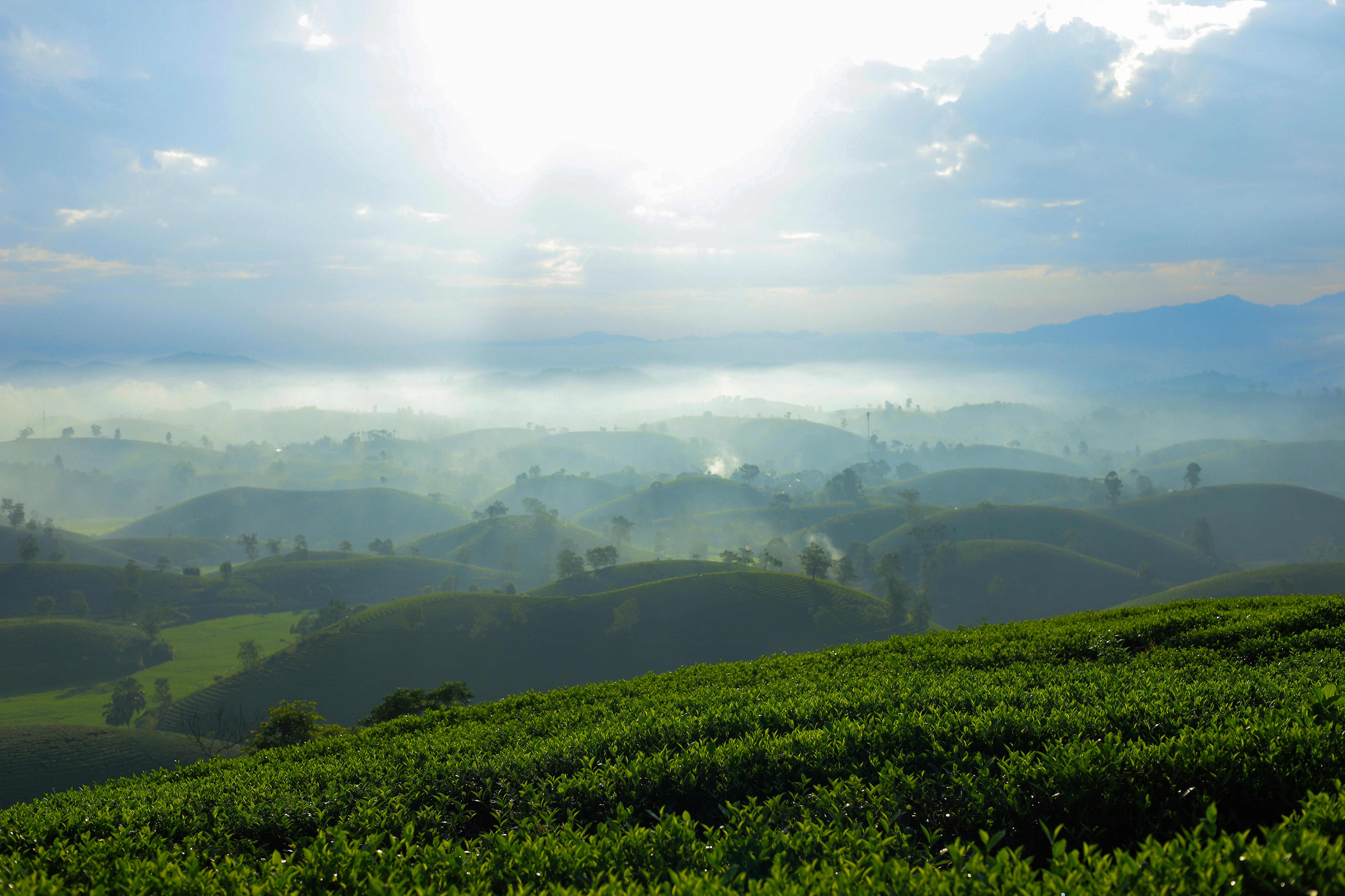 Sunrise over lush tea plantations in misty Northern Vietnam landscape.