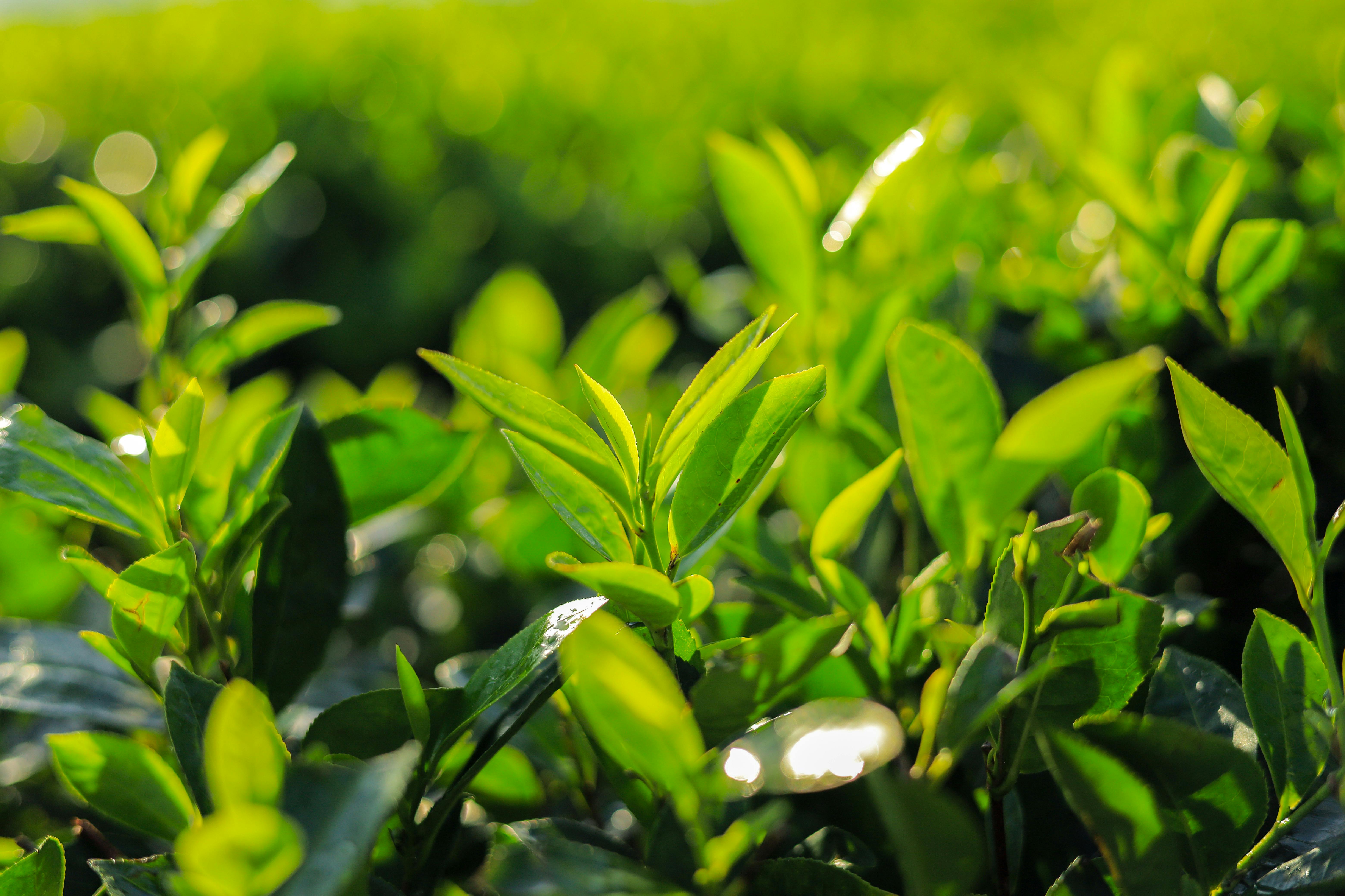 trà thái nguyên chính gốc - Chụp ảnh Macro Của Lá