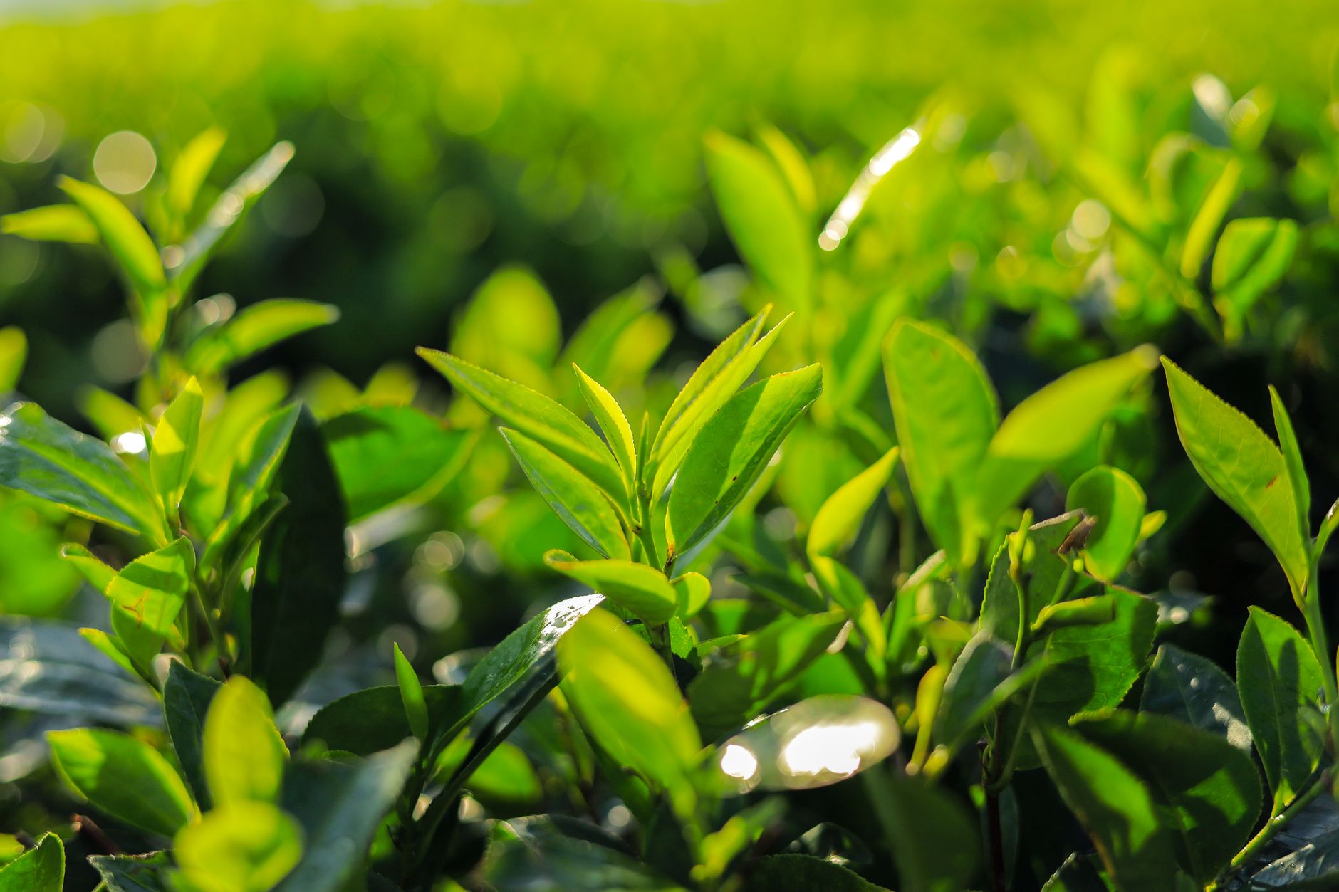 trà thái nguyên chính gốc - Chụp ảnh Macro Của Lá