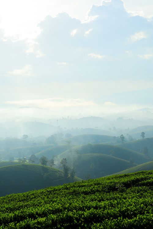 Free Stunning misty hills and tea plantations in Northern Vietnam, captured on a sunny day. Stock Photo