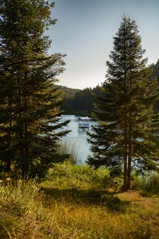 A serene lake view with a houseboat surrounded by pine trees.