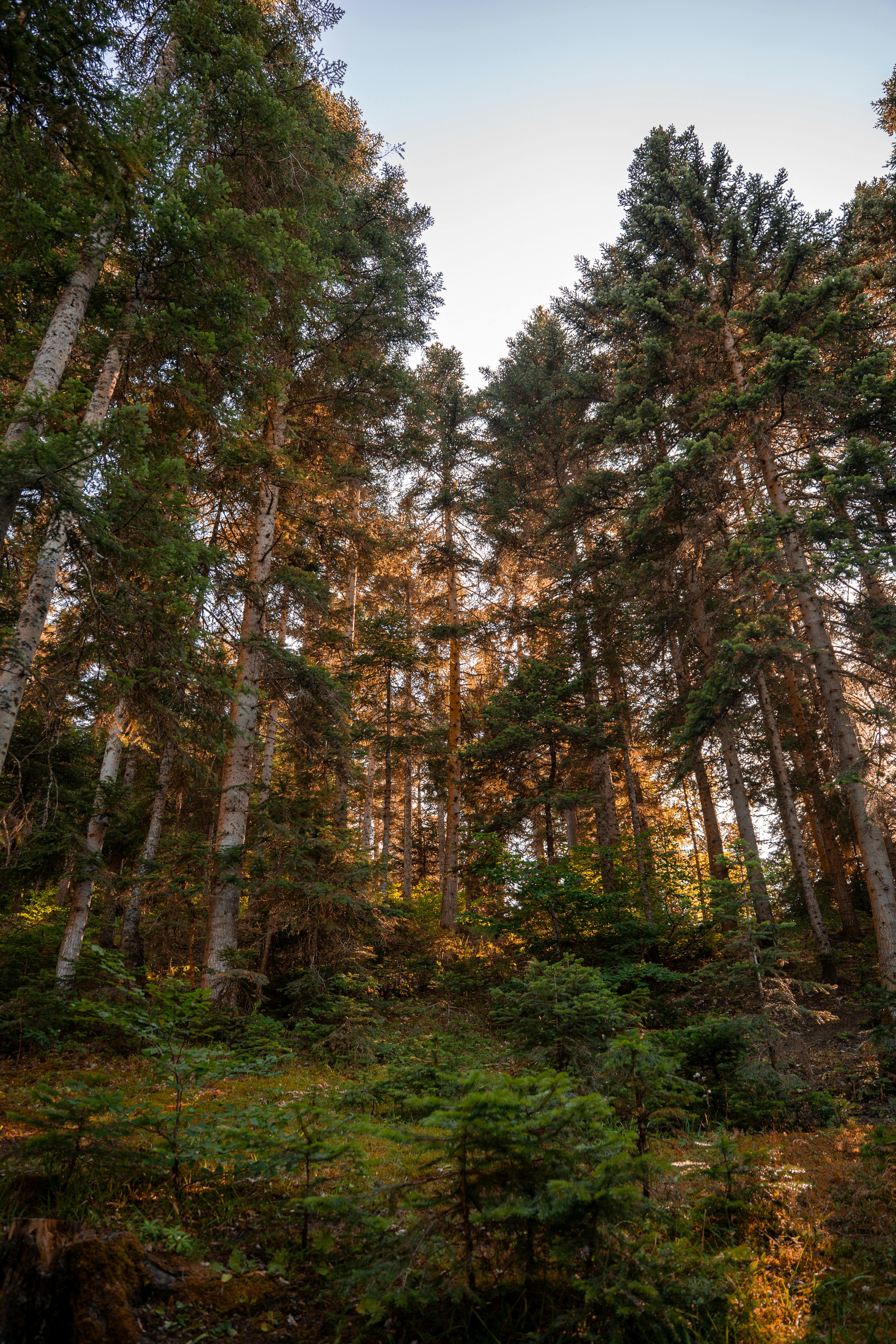 Tall forest trees illuminated by soft golden hour light, creating a serene nature scene.