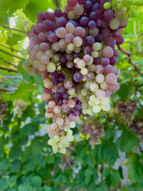 Vibrant multicolored grapes hanging on a vine in a lush vineyard setting.