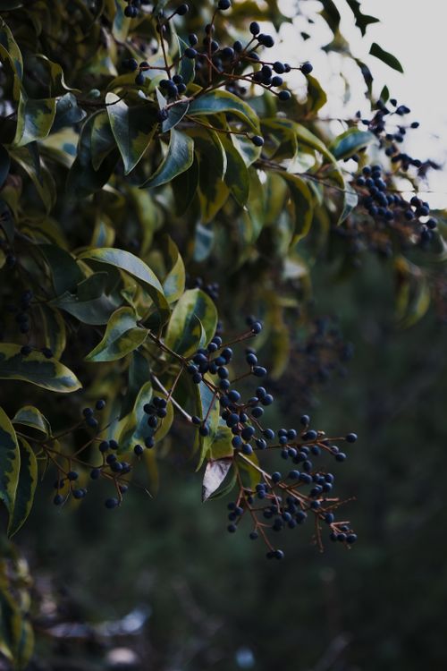 Free A close-up of a plant with dark berries and green leaves in a moody outdoor setting. Stock Photo