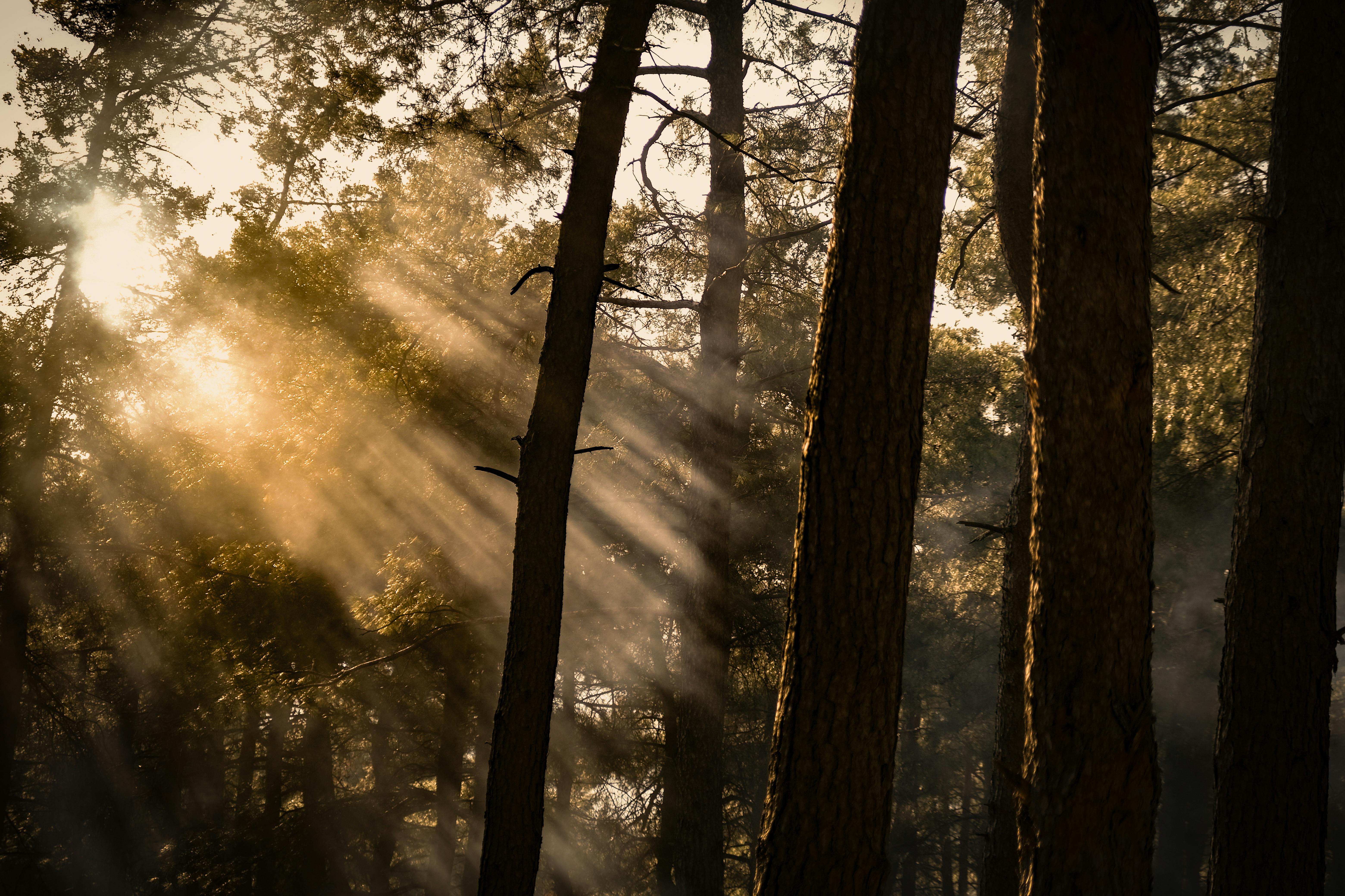 Sunbeams creating a magical ambiance in a dense forest at dawn, highlighting the tree silhouettes.