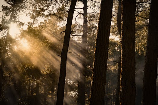 Sunbeams creating a magical ambiance in a dense forest at dawn, highlighting the tree silhouettes.