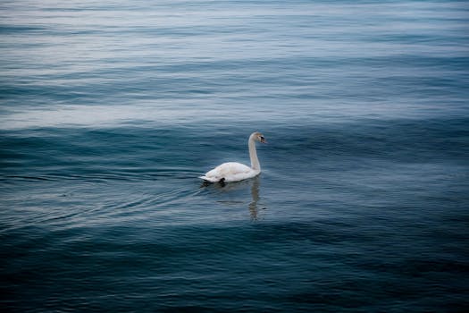 A graceful swan glides peacefully across a calm blue lake, epitomizing serenity.