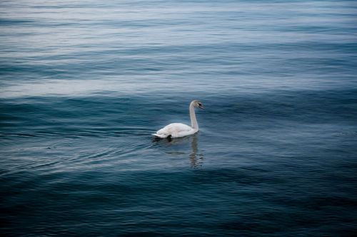 Free A graceful swan glides peacefully across a calm blue lake, epitomizing serenity. Stock Photo