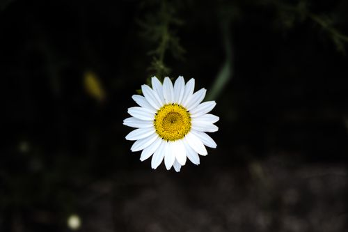 Free Bright white daisy flower with a vibrant yellow center against a dark background. Stock Photo