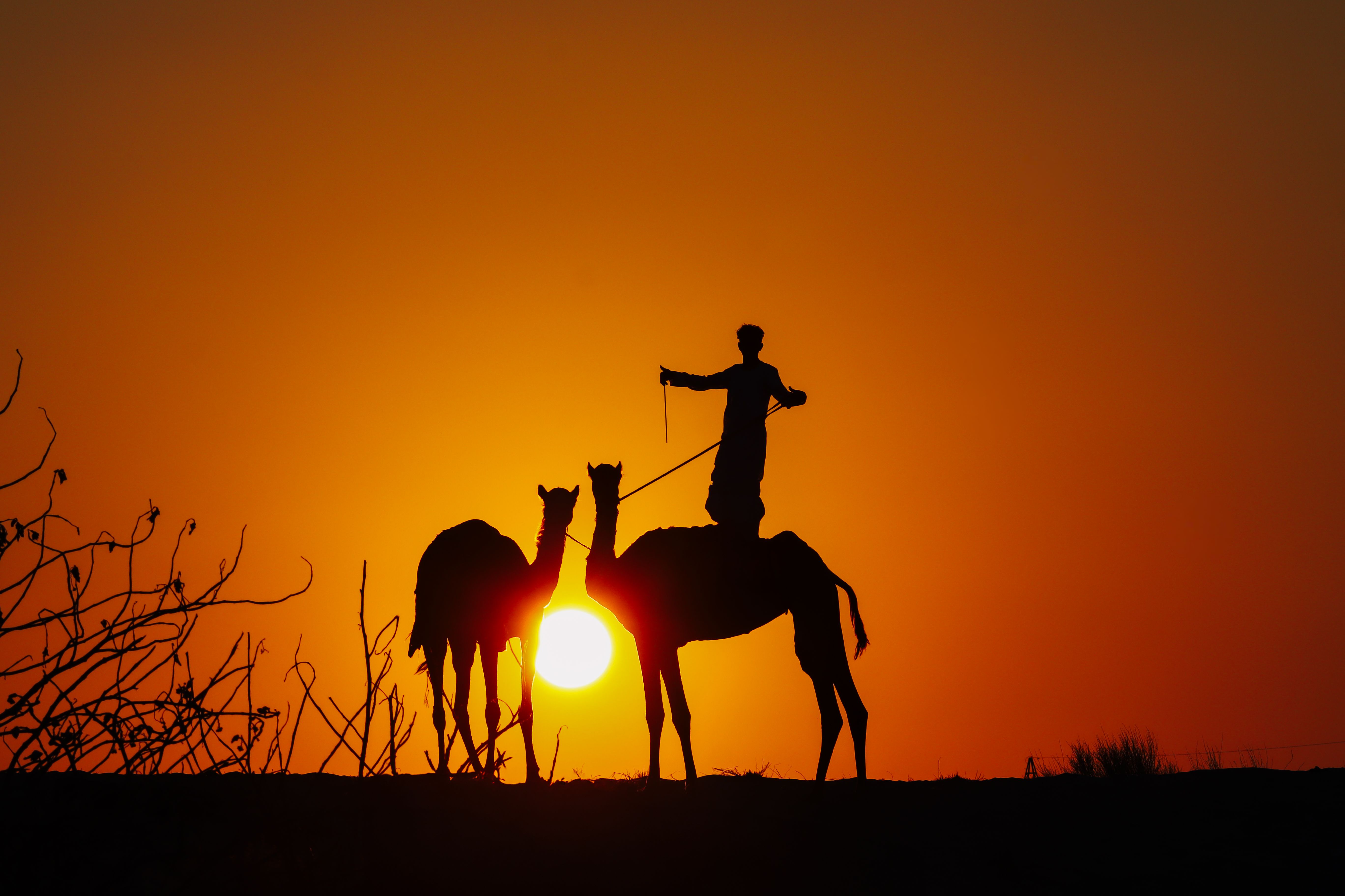 Camel silhouettes during an Arabian desert sunset