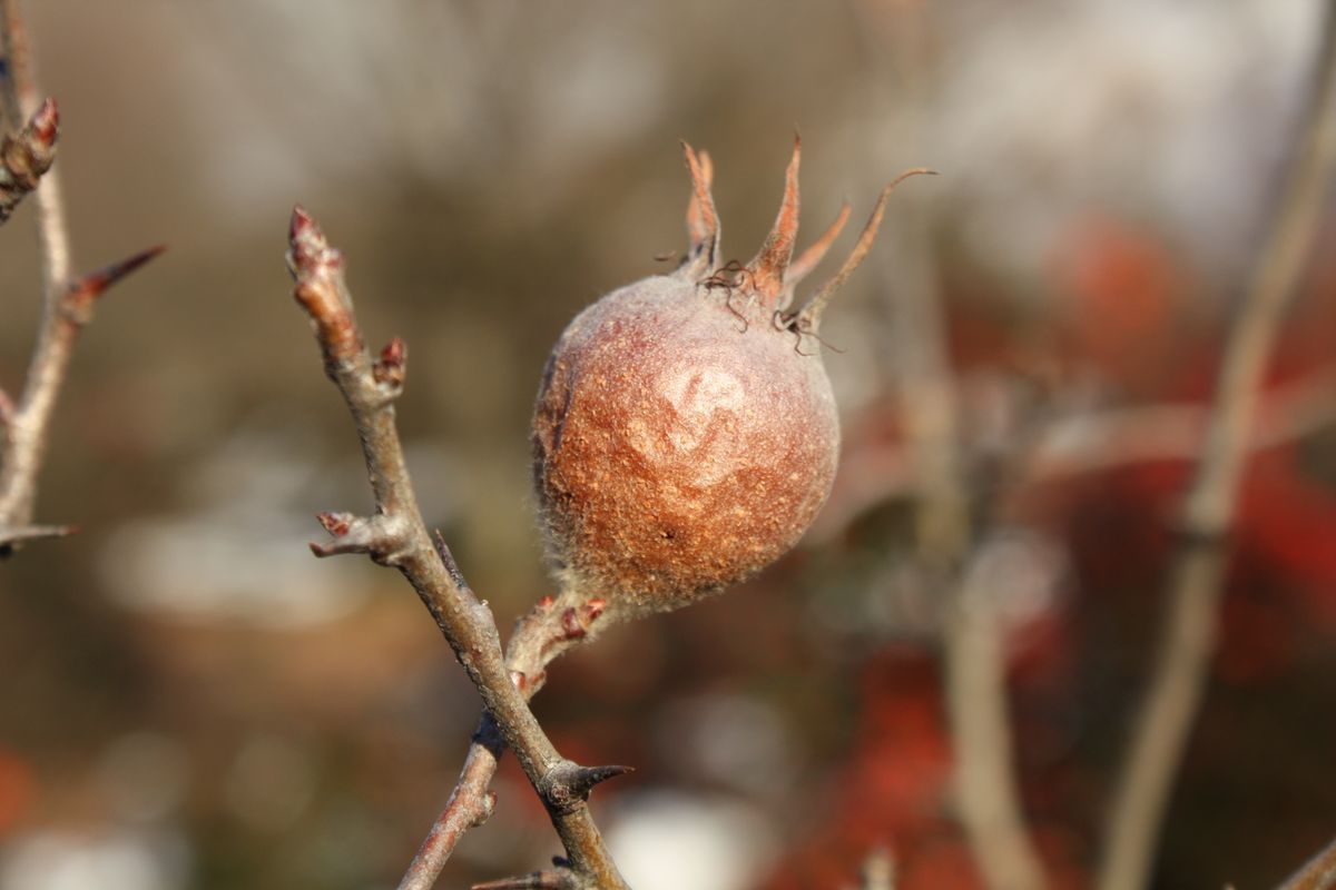 Les fruits oubliés d'autrefois : nèfle, cormier, cynorhodon - 3. Intérêts écologiques et rôle dans la biodiversité
